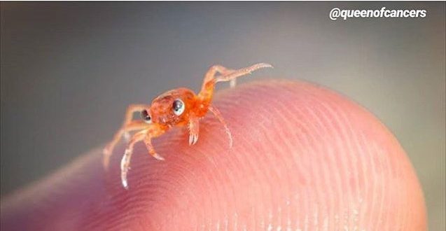 This lil crab is so cute 🥰
.
. All credits to 
.
. Follow me for more posts abou...